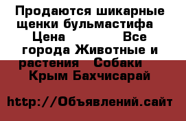 Продаются шикарные щенки бульмастифа › Цена ­ 45 000 - Все города Животные и растения » Собаки   . Крым,Бахчисарай